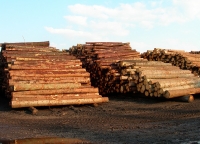 Eksport drewna stał się problemem dla polskich firm
